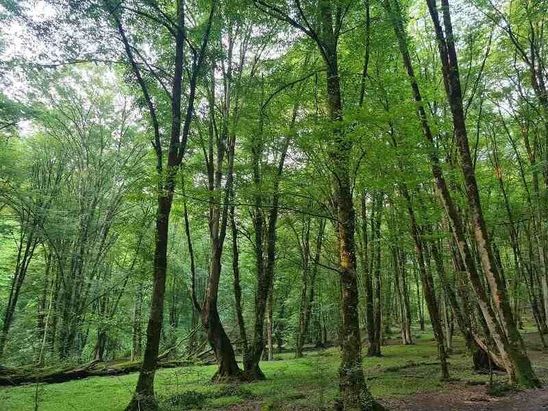 منظره چشمه آبگرم بلیران و فضای جنگلی اطراف آن در مازندران