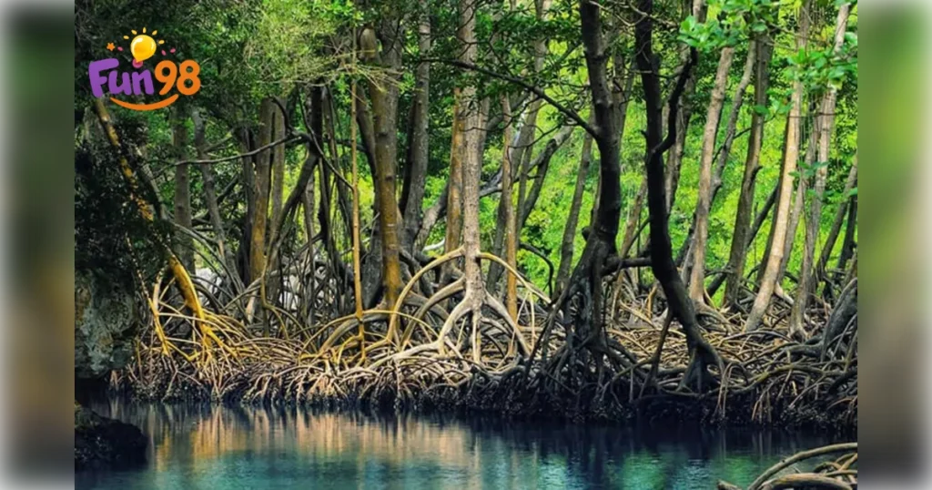 جنگل&zwnj;های حرا (Mangrove Forests) - جزیره قشم