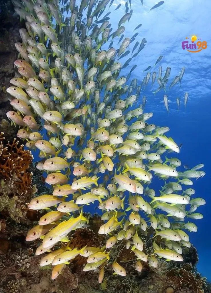 جزیره لارک